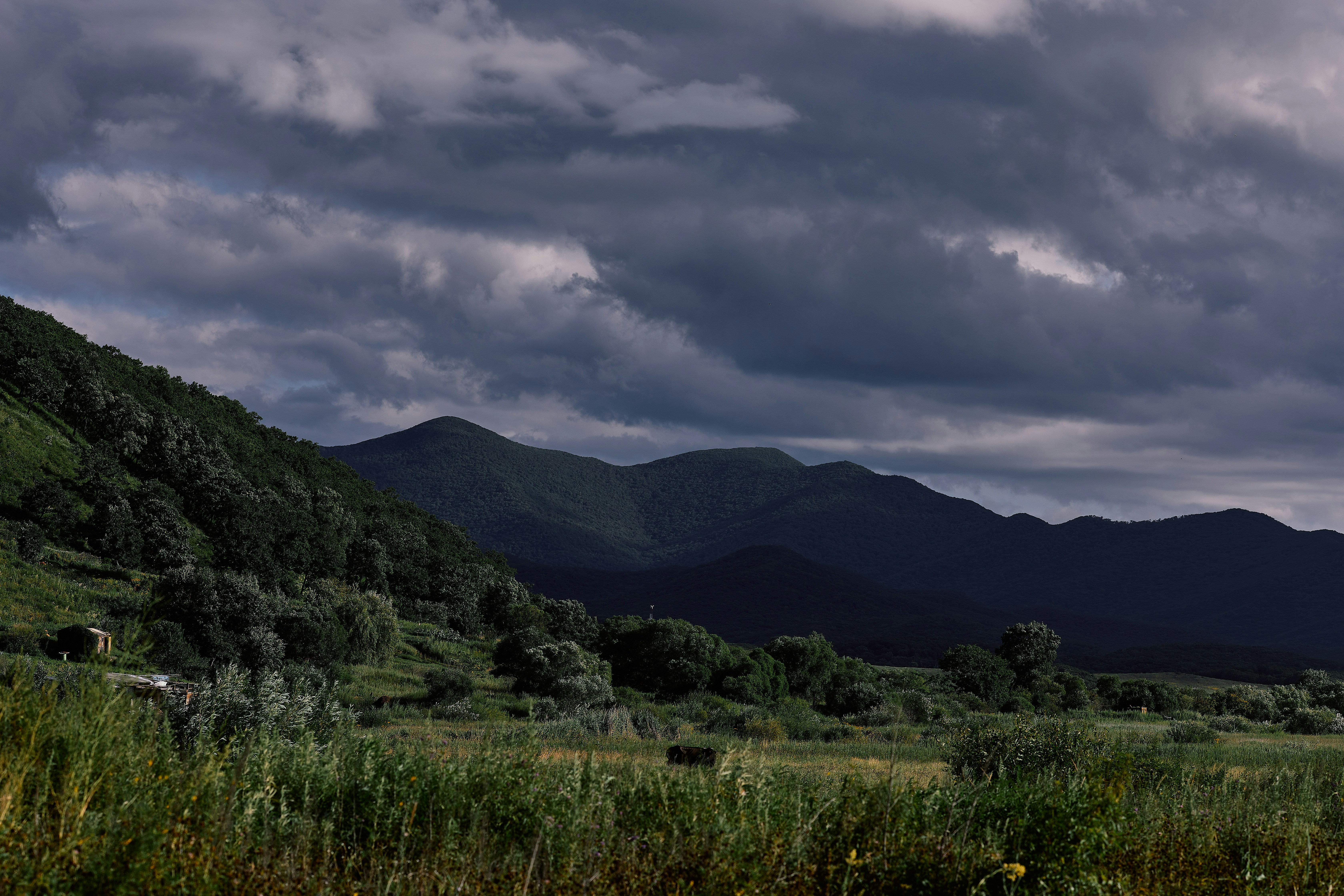 forest storm wallpaper, wallpaper, Calming Down During a Forest Storm: A Guide 5