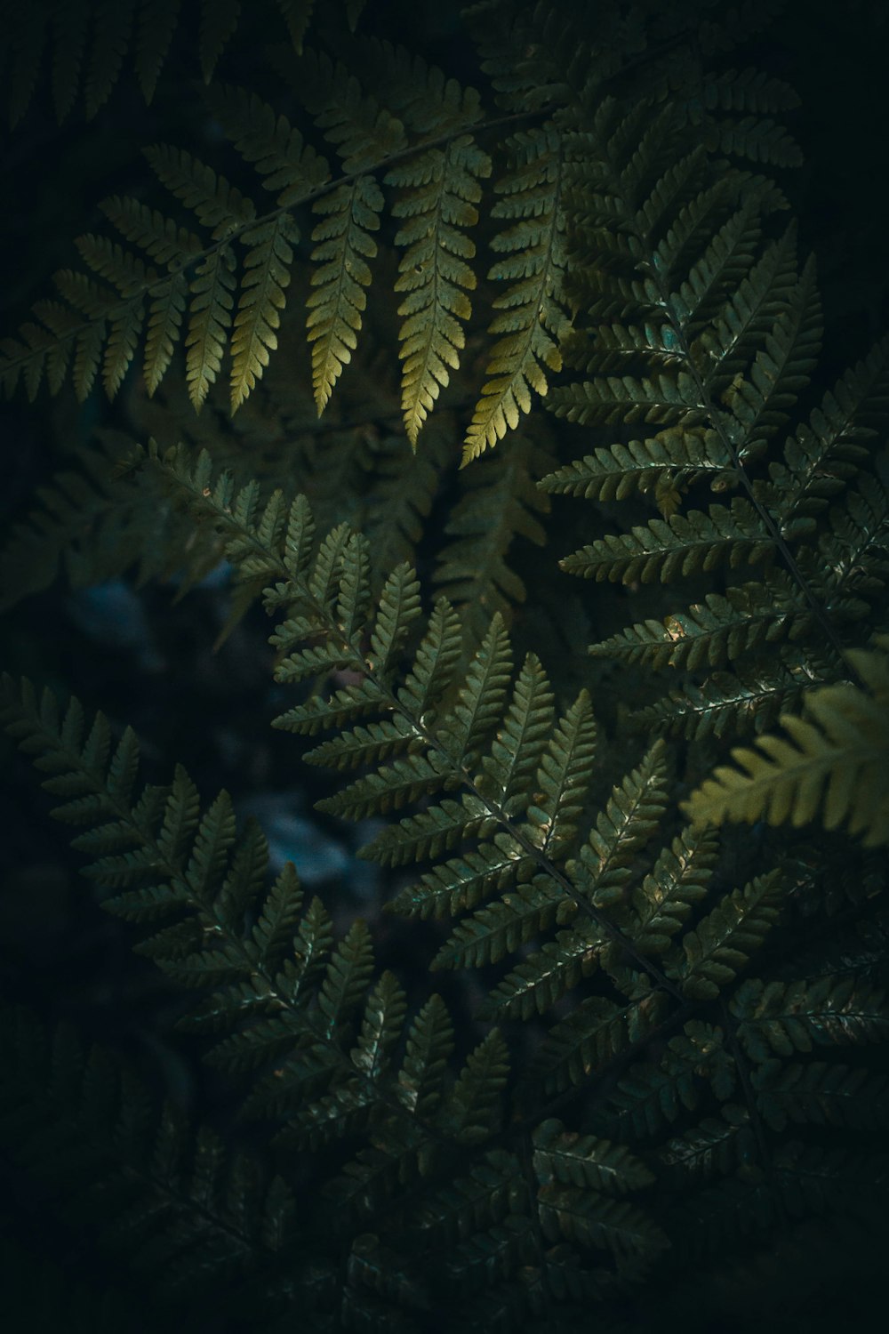 green pine tree leaves in close up photography