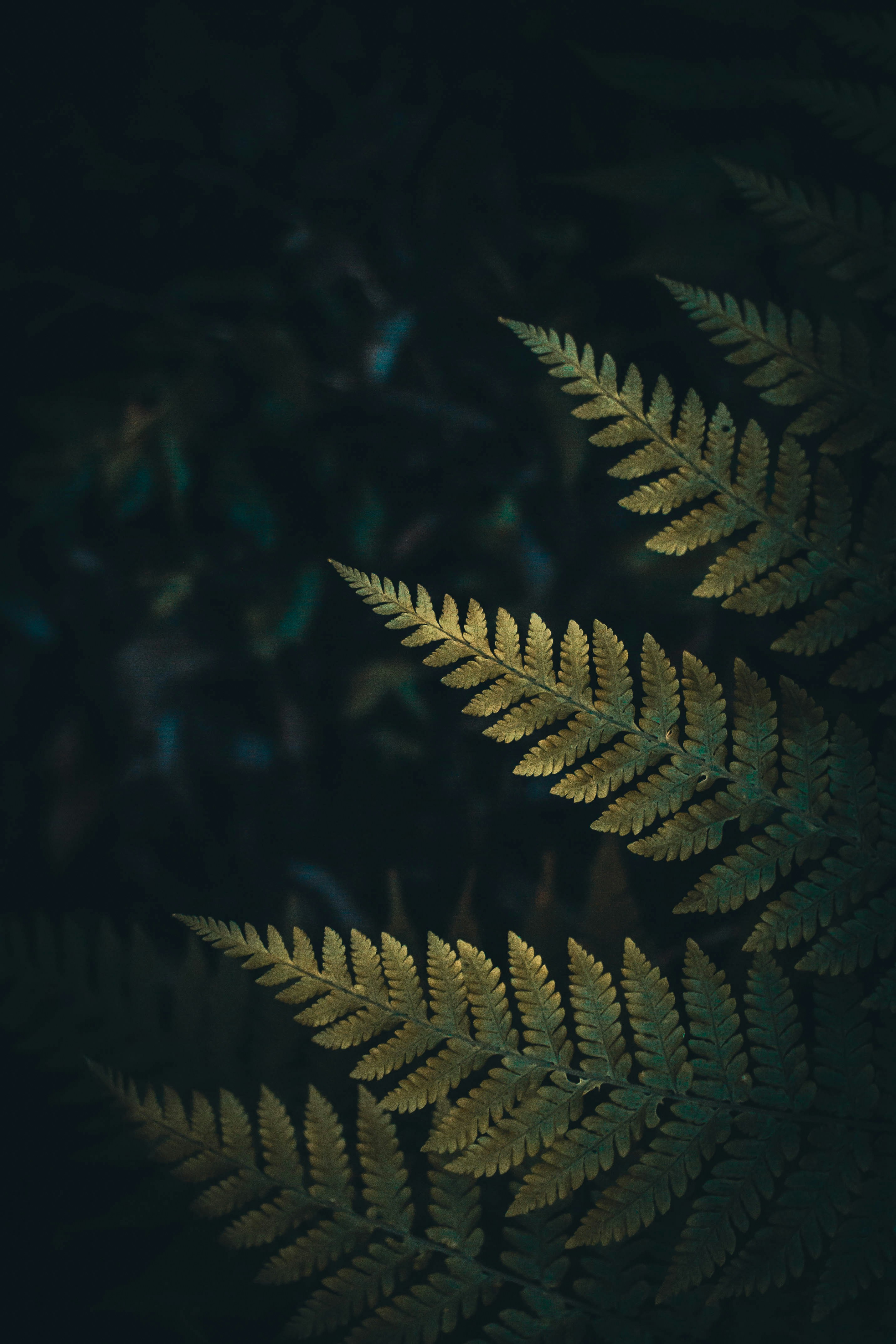 Photo by visualsofdana