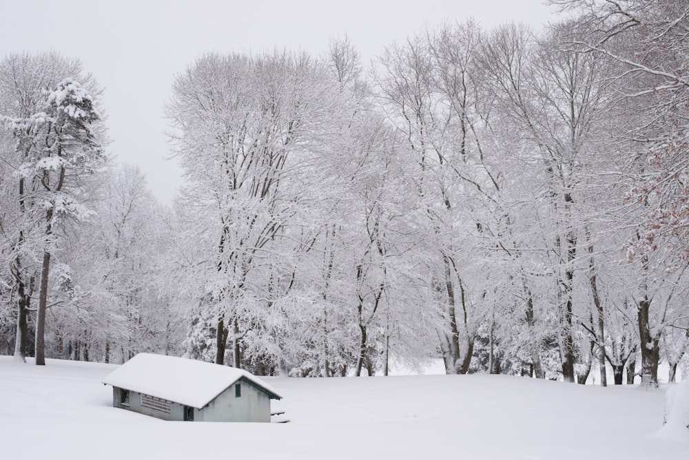 white wooden house surrounded by snow covered trees