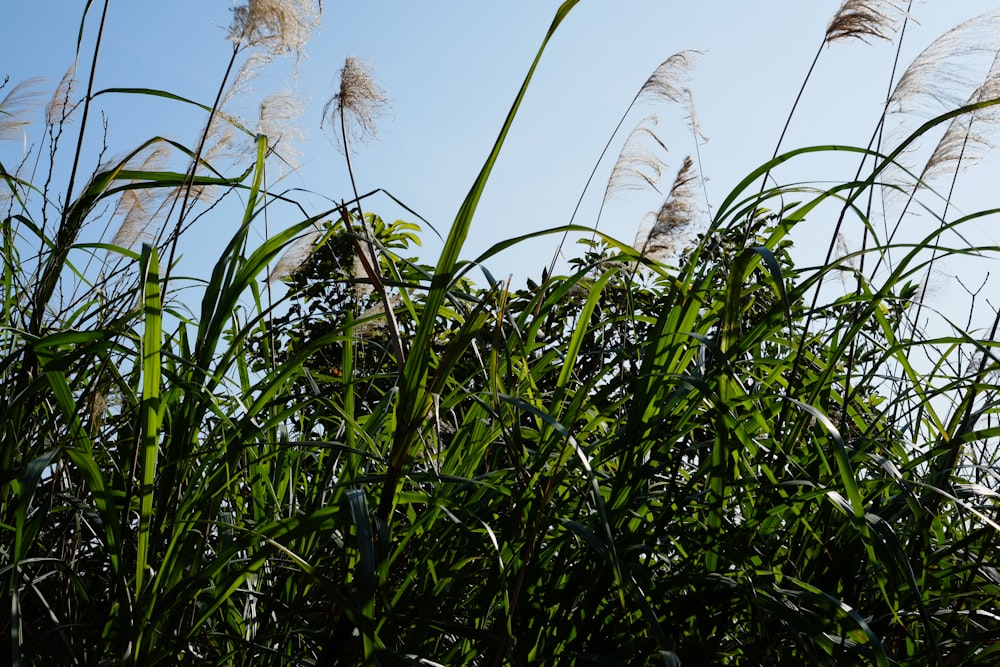 green grass field during daytime