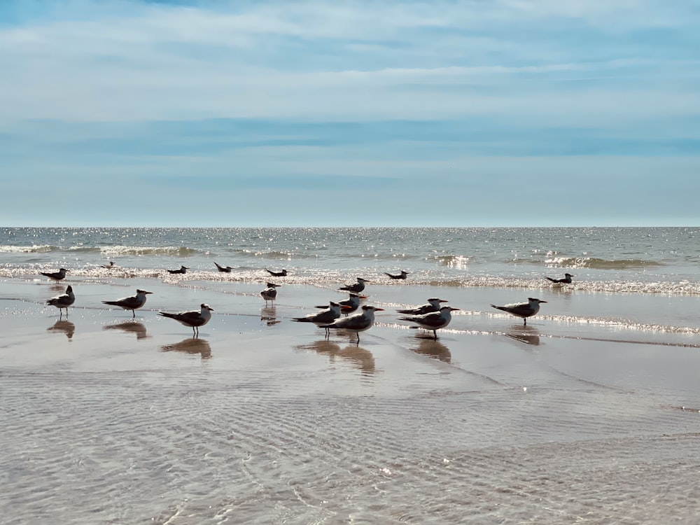 flock of birds on beach during daytime