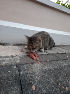 A tabby cat is eating a portion of cat food on a paved surface. The background shows a concrete wall with a white stripe and some greenery at the top. The texture of the ground is rough and uneven.