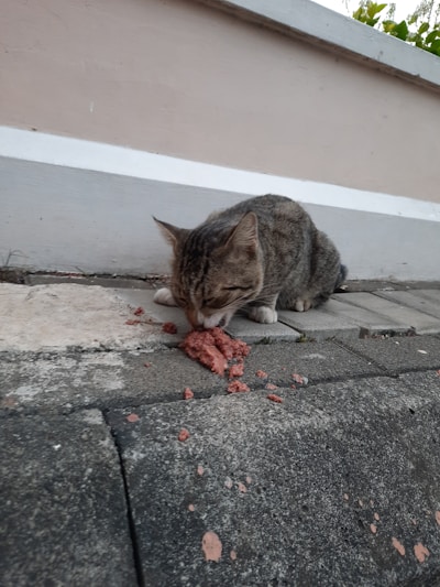 A tabby cat is eating a portion of cat food on a paved surface. The background shows a concrete wall with a white stripe and some greenery at the top. The texture of the ground is rough and uneven.