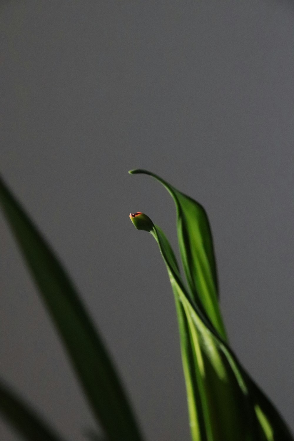 green plant in close up photography