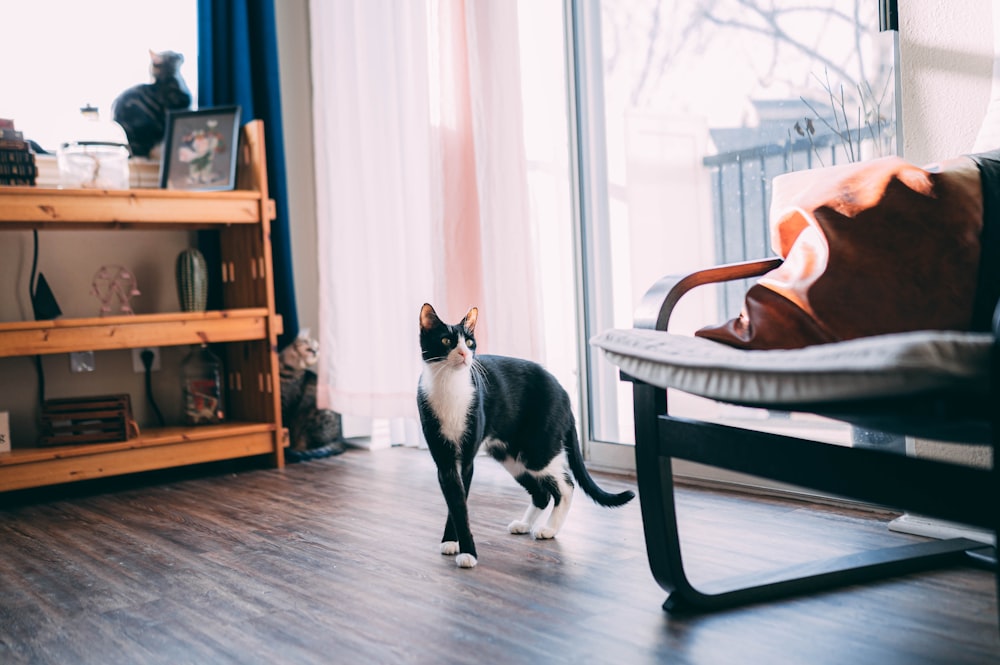 tuxedo cat on brown wooden chair