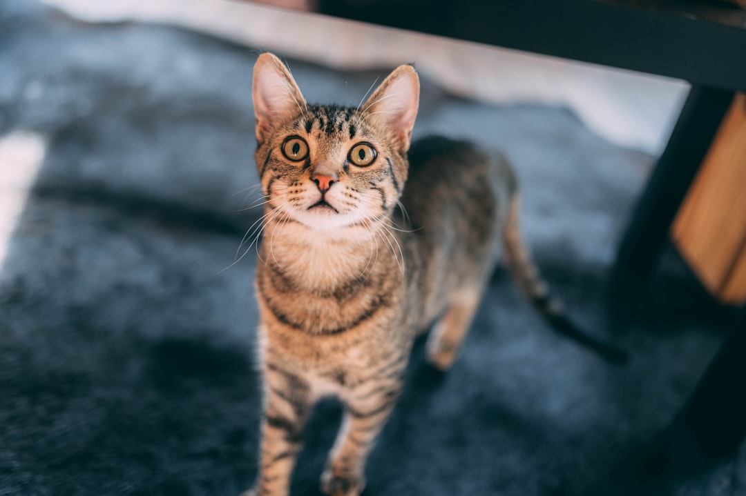 brown tabby cat on black textile