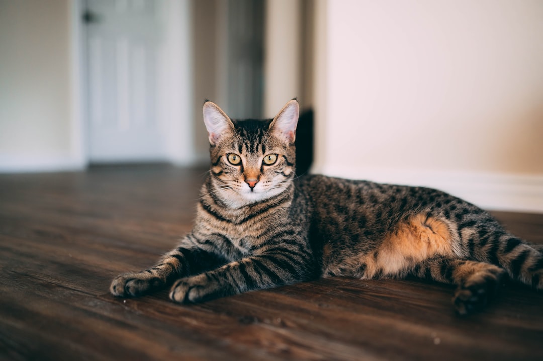 brown tabby cat on brown wooden table