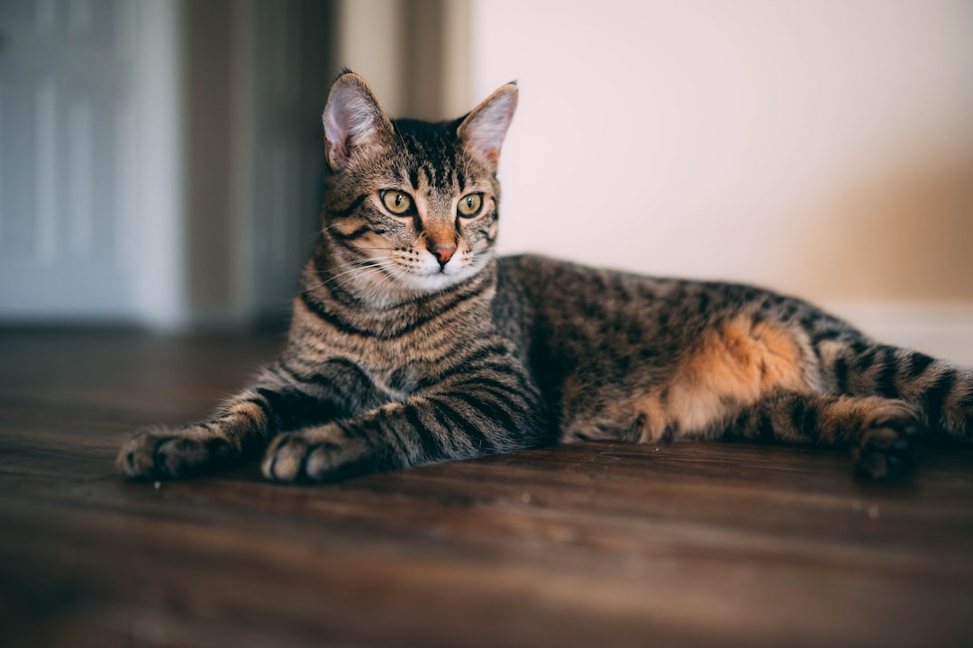 brown tabby cat on brown wooden table