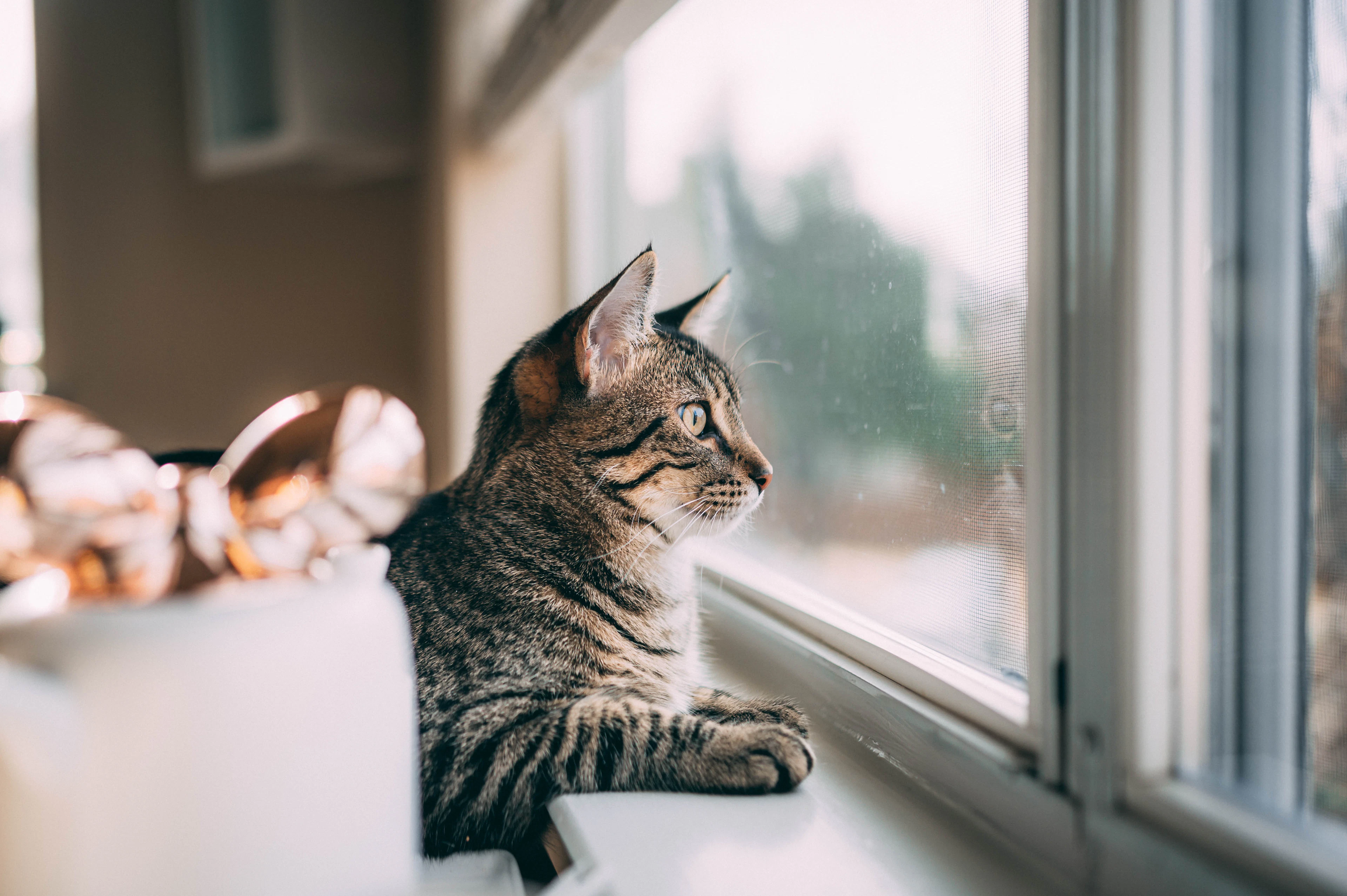 Cat sitting by a window