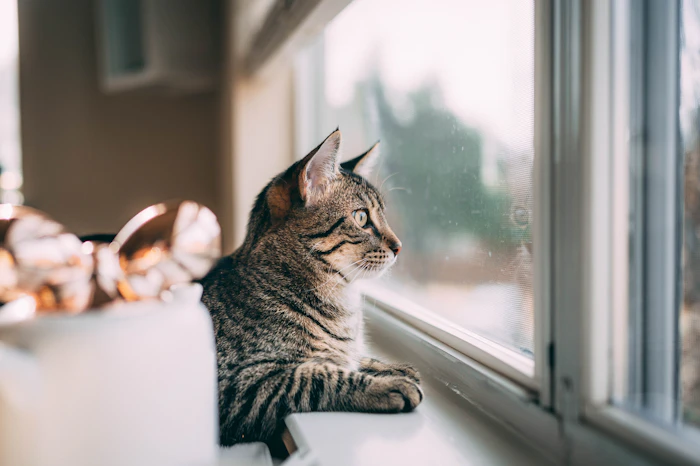 A tabby cat on a windowsill looking out a bright window