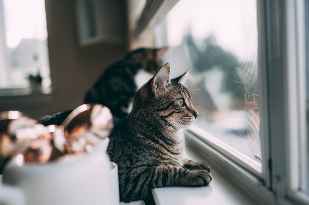 窓の上の茶色のぶち猫