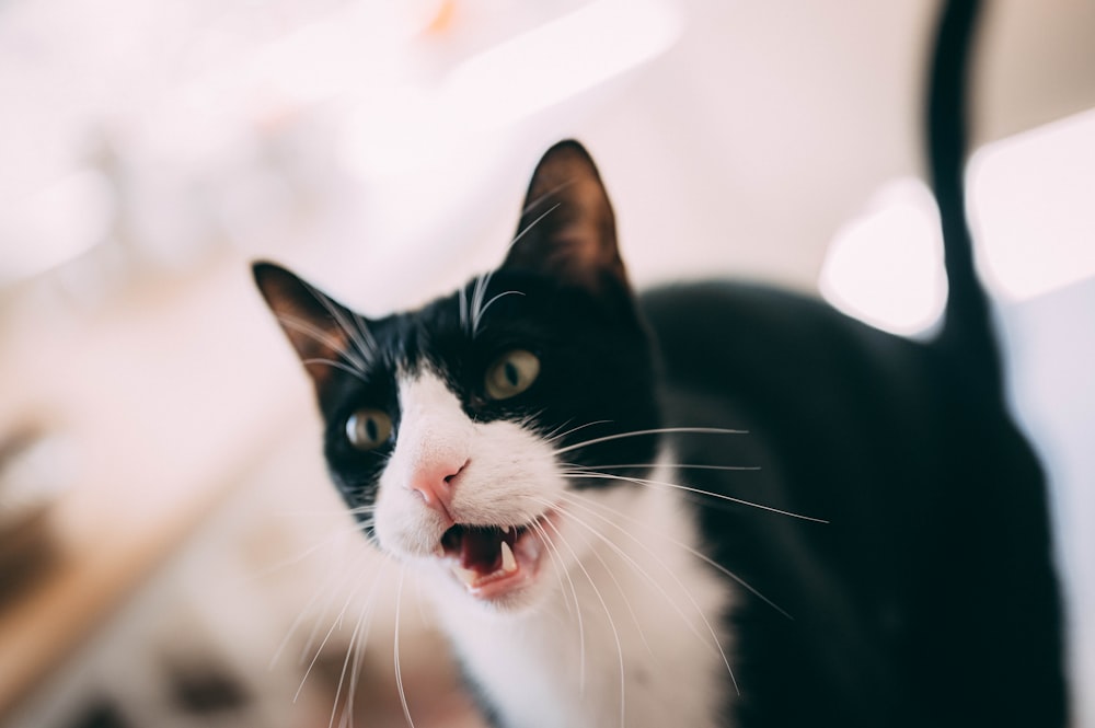 black and white cat in close up photography