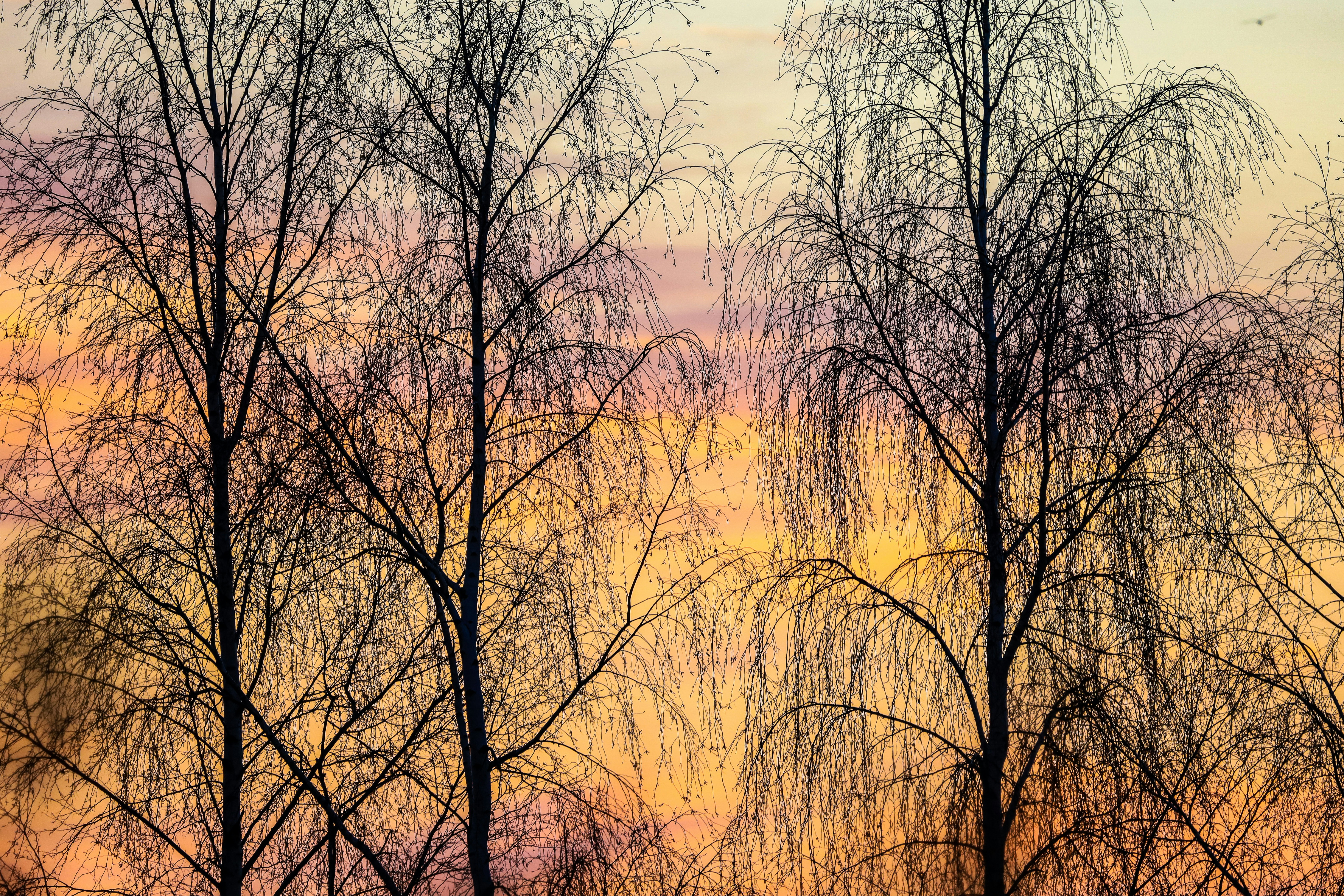 Silhouette of trees during sunset