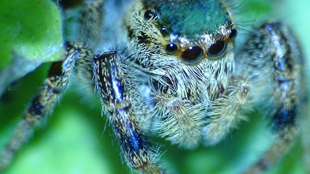 black and brown spider on green leaf in macro photography during daytime