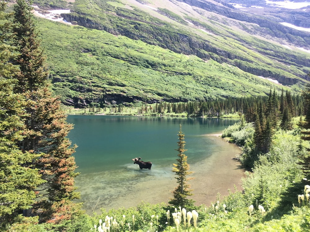 green lake surrounded by green trees and mountains during daytime