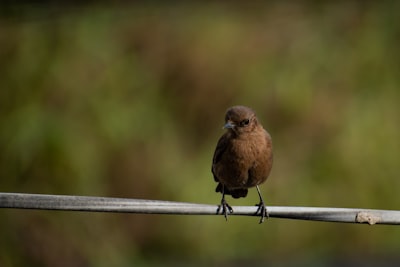 brown bird on white wooden fence during daytime
