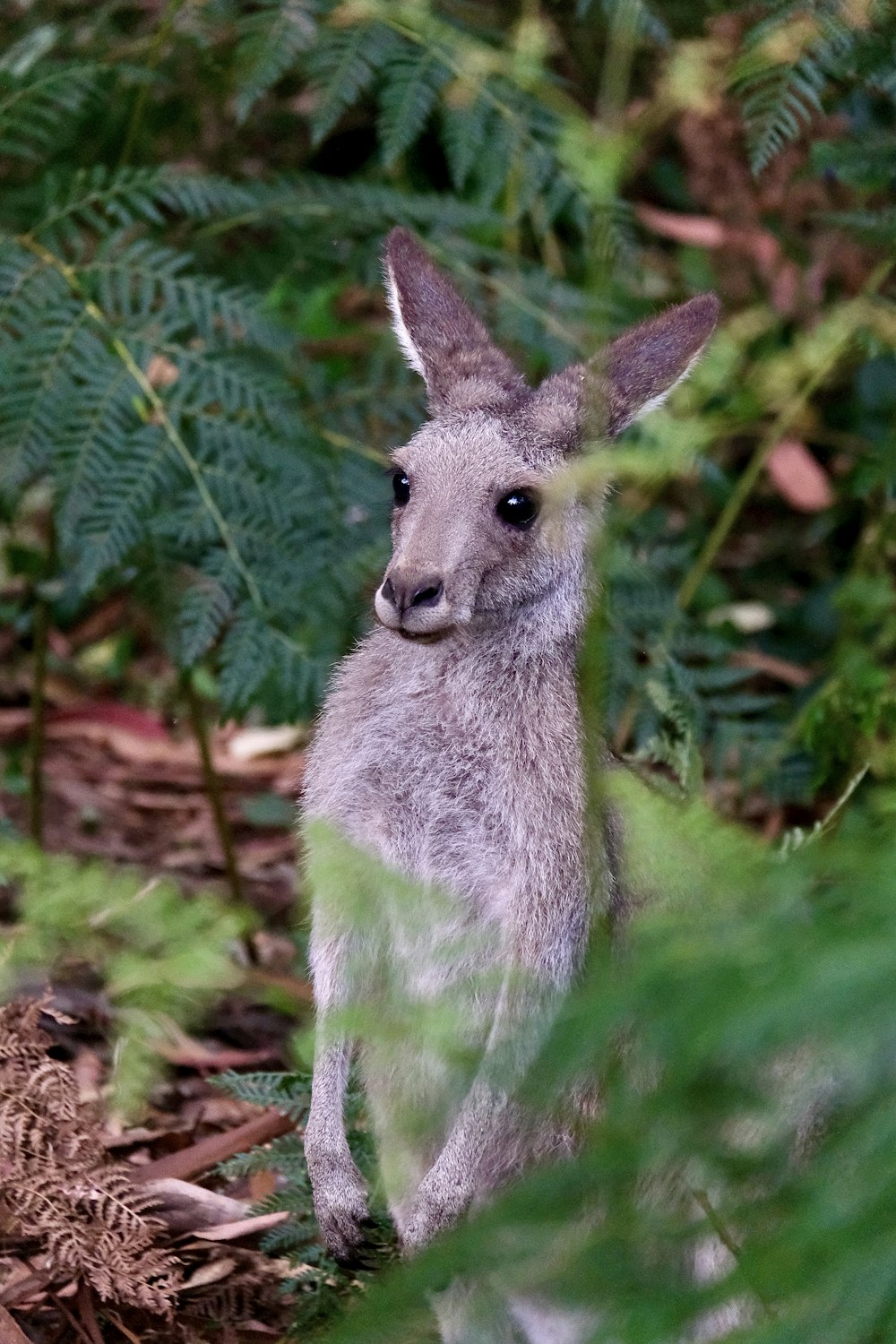 canguro grigio su erba verde durante il giorno