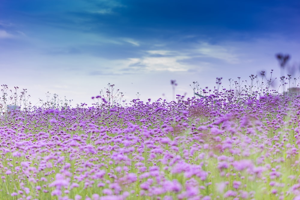 낮 동안 푸른 하늘 아래 보라색 꽃밭