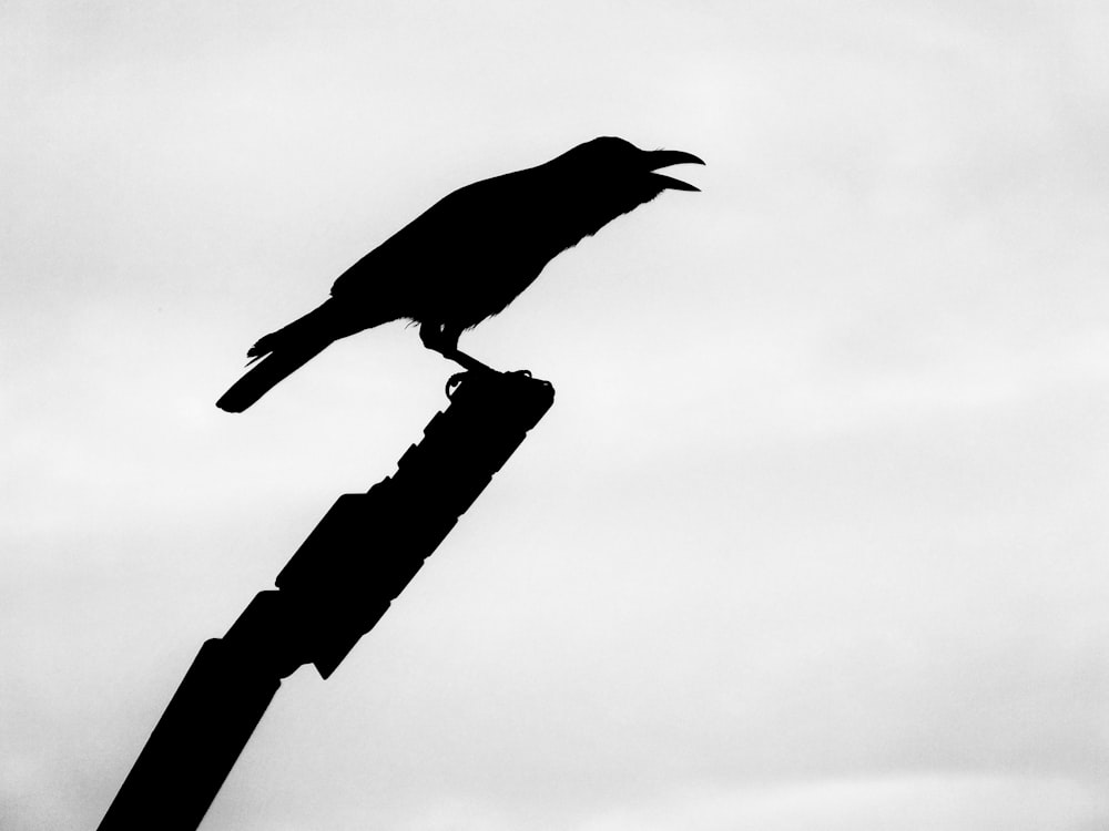 茶色の木製の支柱に黒い鳥
