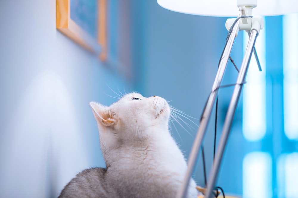 white and gray cat on brown wooden table