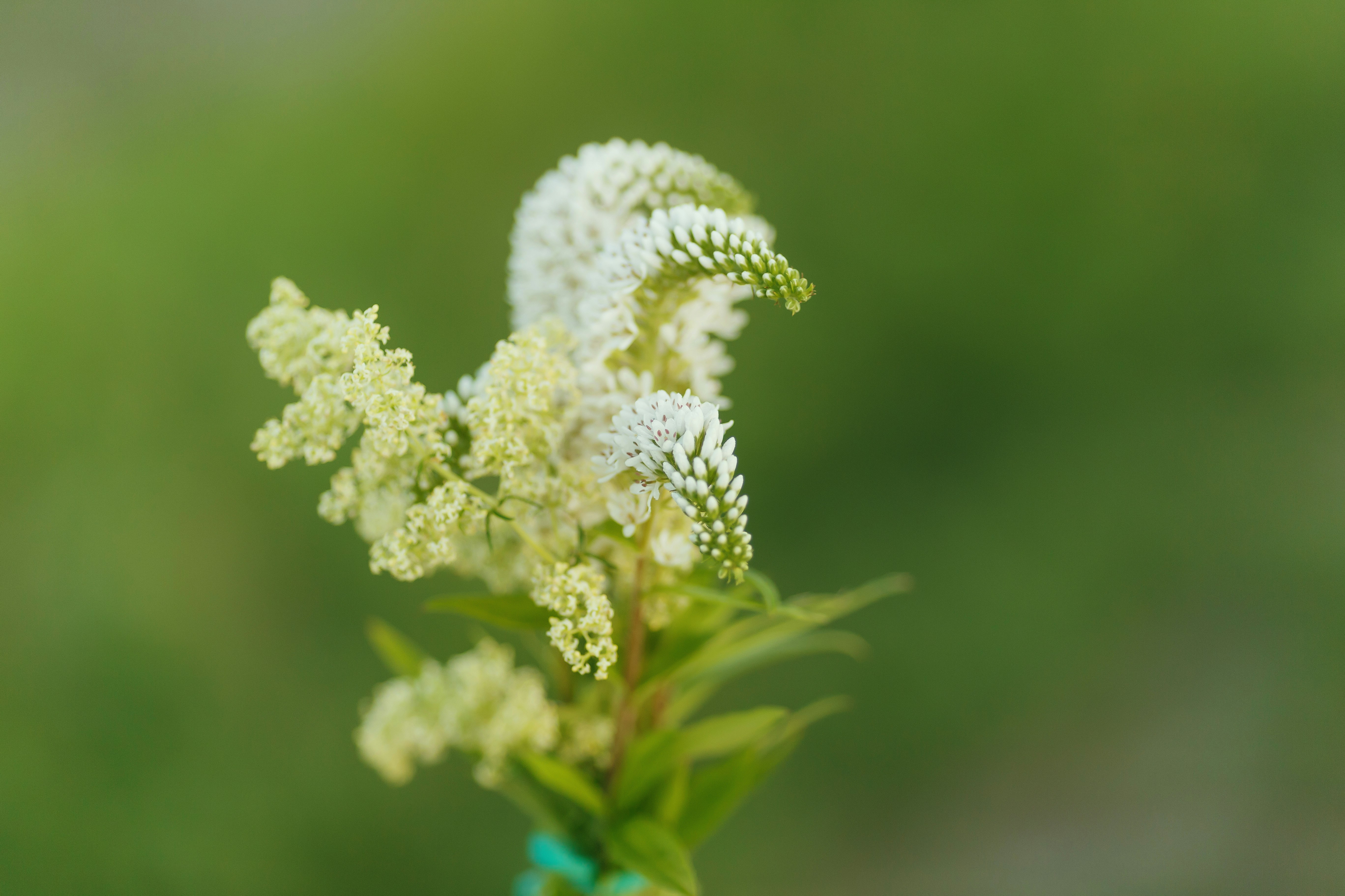 white flower in tilt shift lens