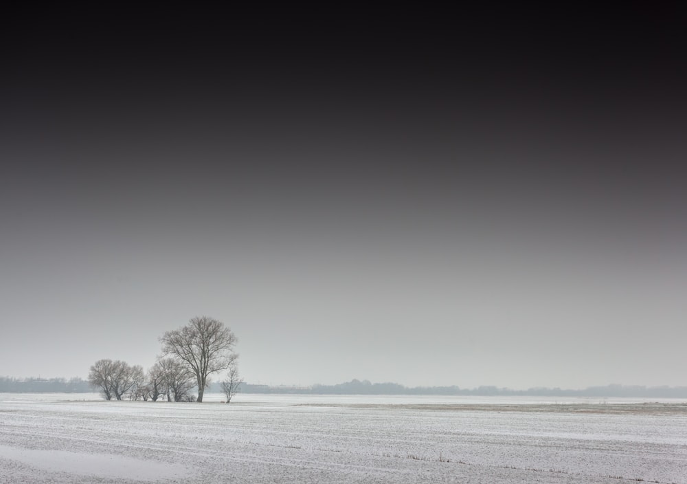 leafless tree on snow covered field