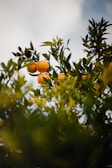 A close-up of bright oranges hanging from leafy branches.