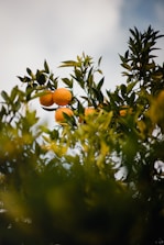 Close-up of ripe oranges hanging on a lush green tree branch.