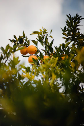 A close-up shot of ripe oranges hanging on a sunlit tree branch.