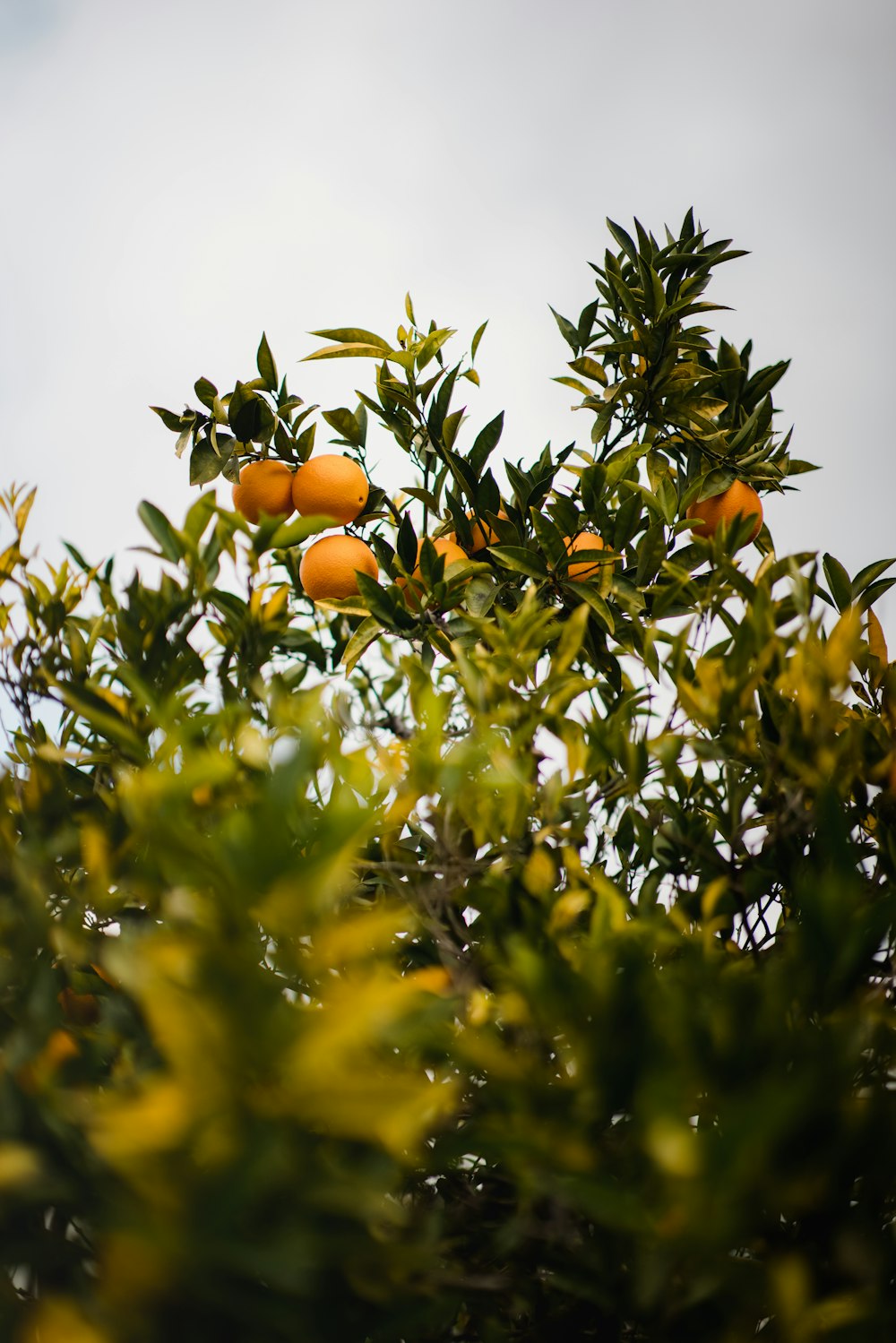 orange fruits on green tree during daytime