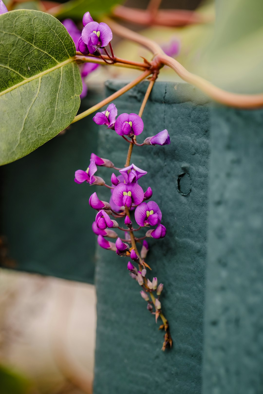 purple flower on gray concrete wall