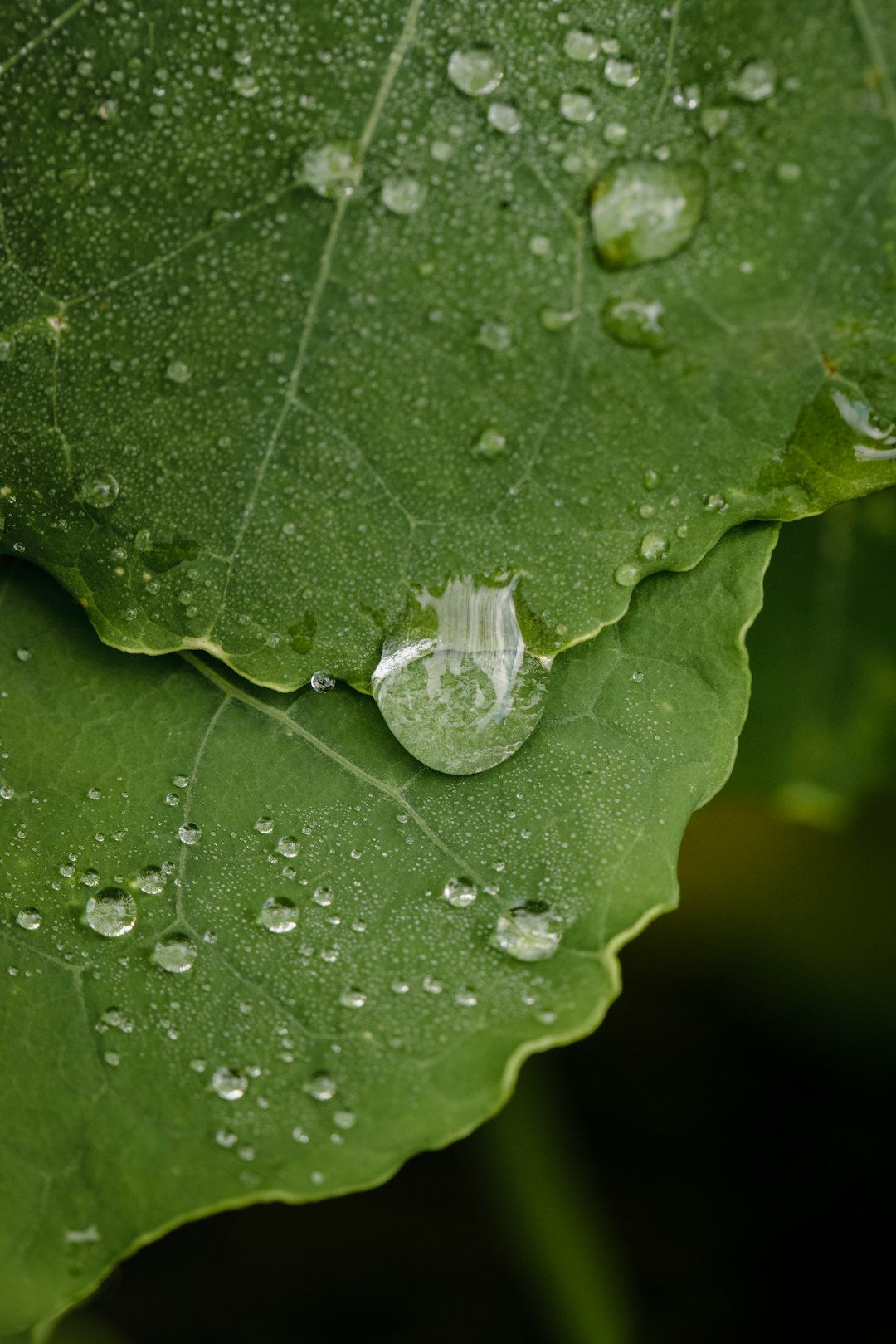 water drop on green leaf