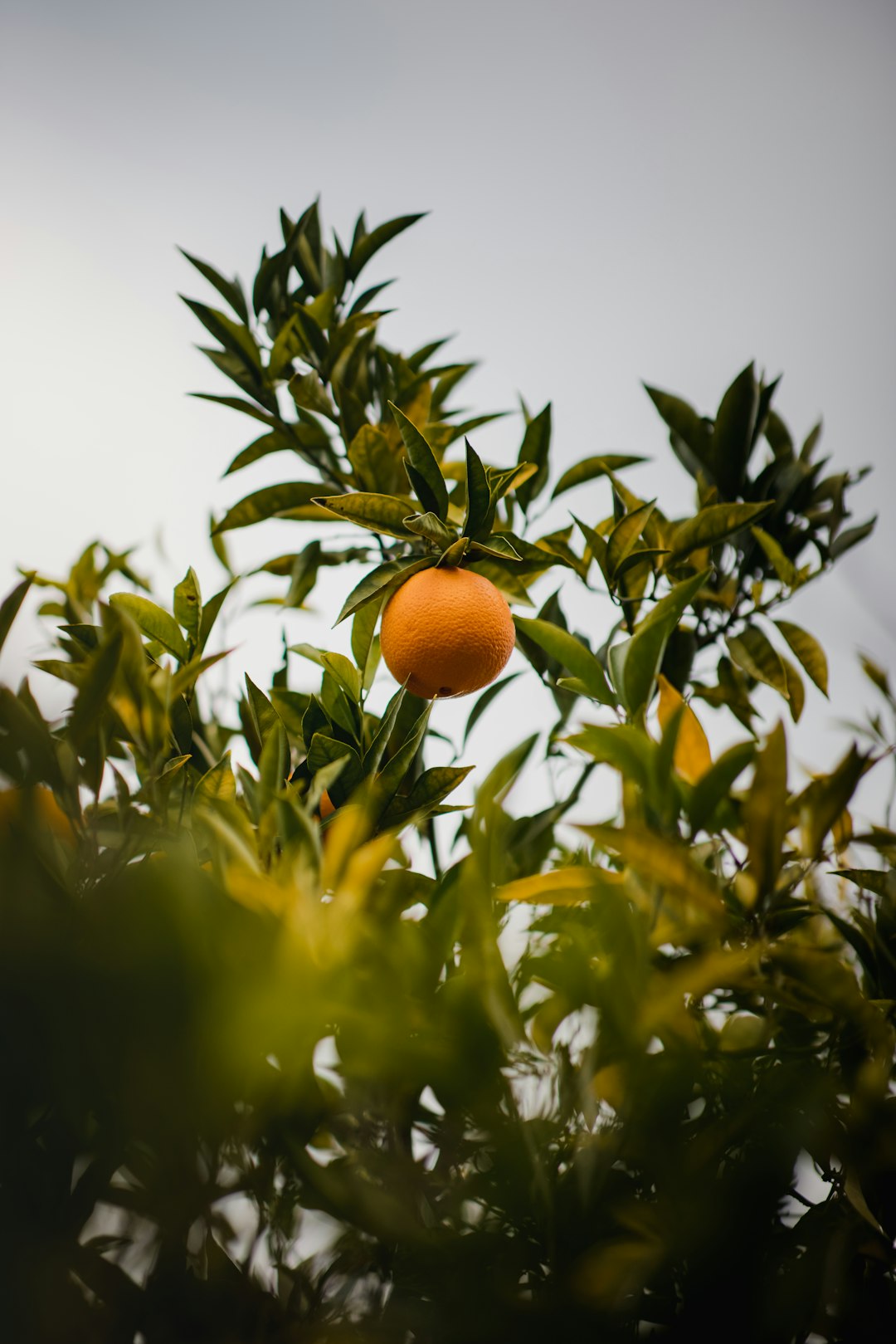 orange fruit on green plant