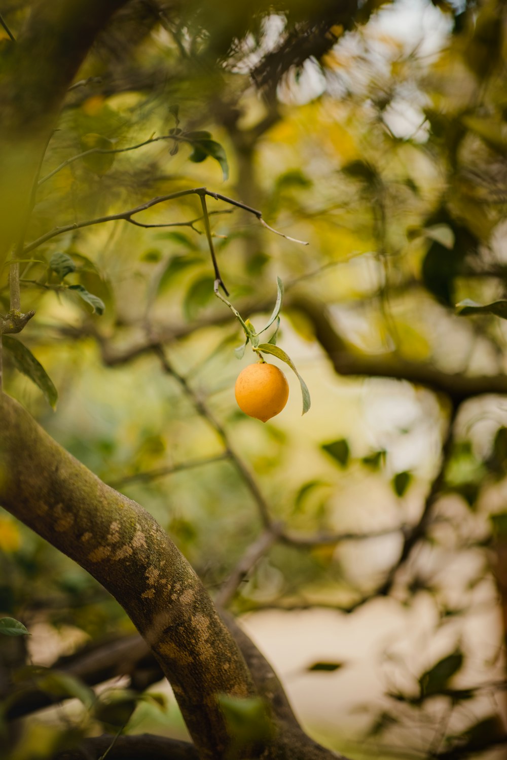 나뭇 가지에 오렌지 과일