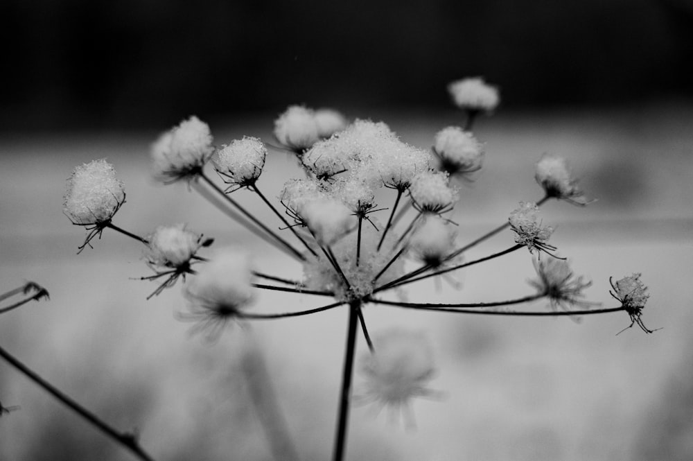 grayscale photo of dandelion flower