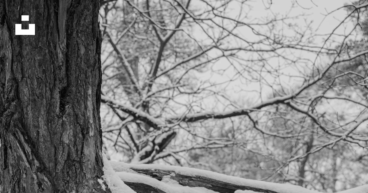 Tree Image Grayscale Grayscale photo of tree trunk photo – Free Grey Image on Unsplash