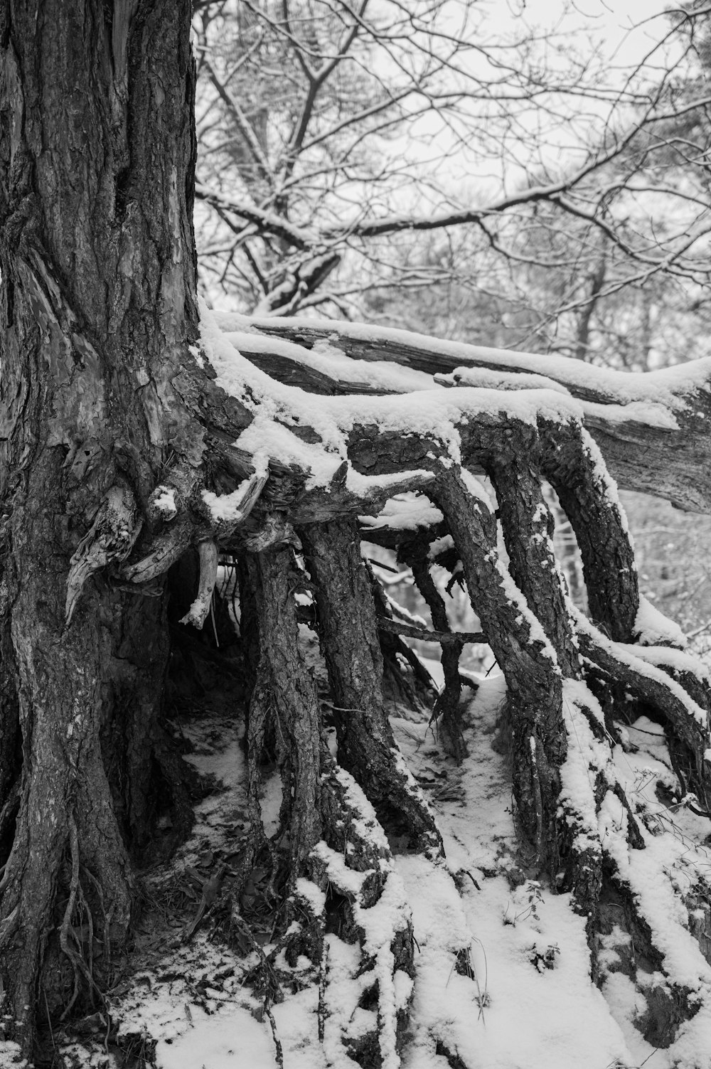 grayscale photo of tree trunk