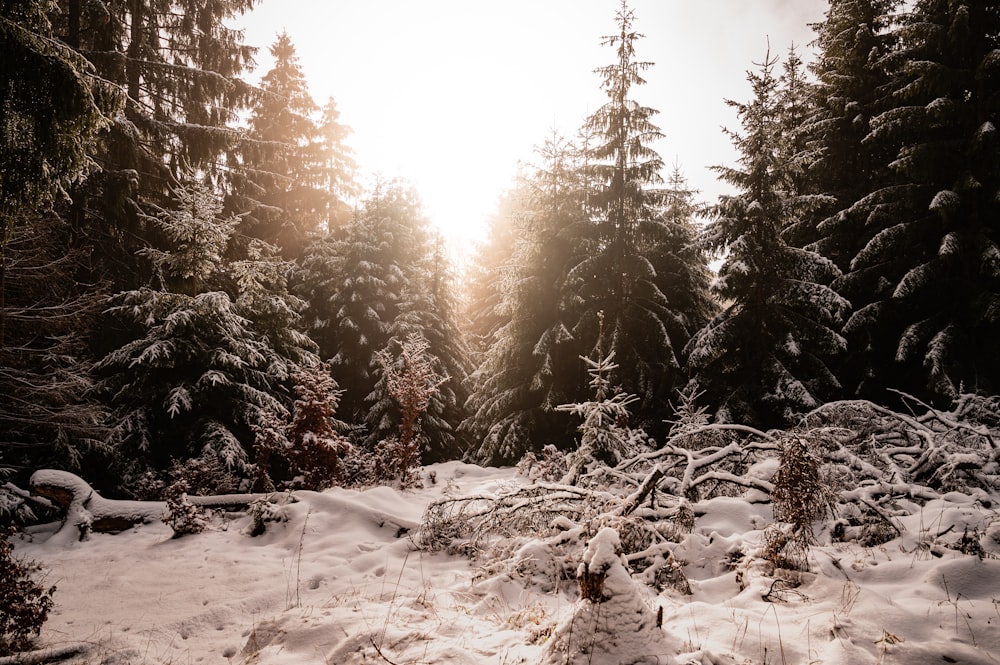 árvores verdes cobertas de neve durante o dia