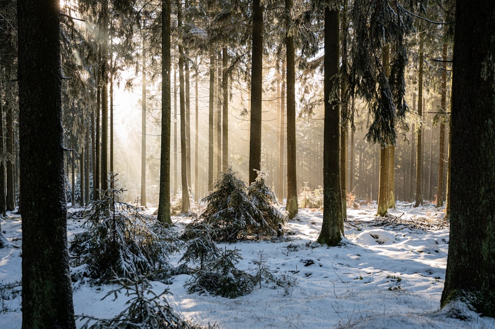 árvores marrons no solo coberto de neve durante o dia