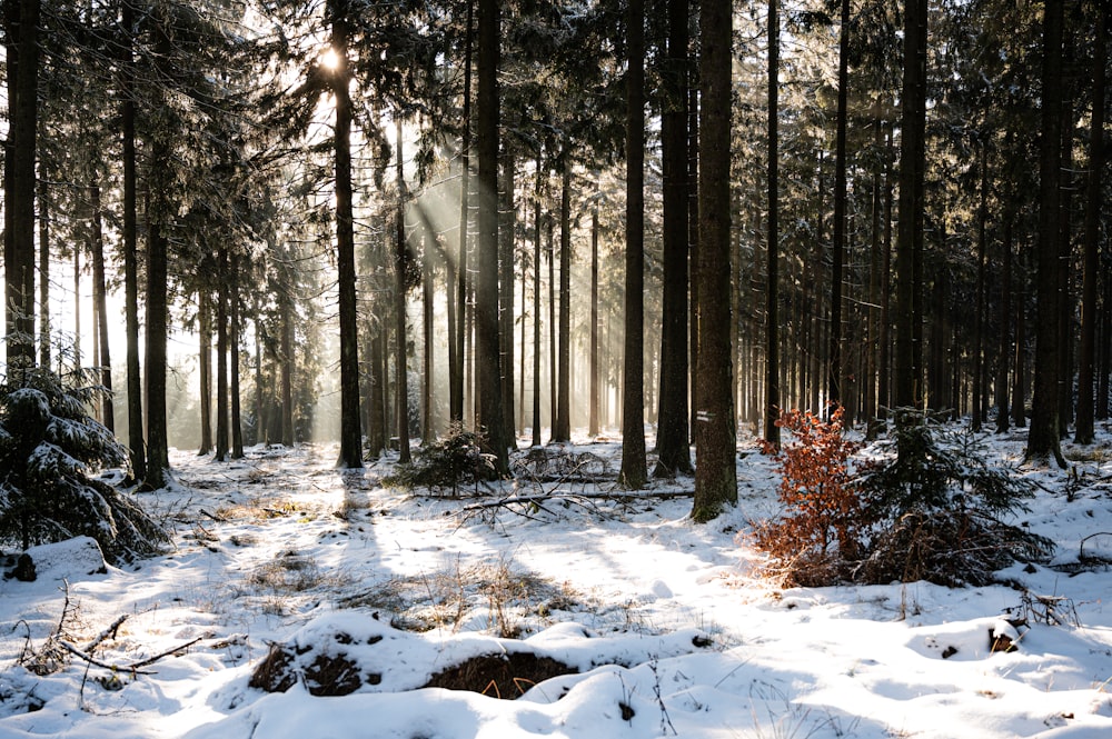 brown trees on snow covered ground during daytime