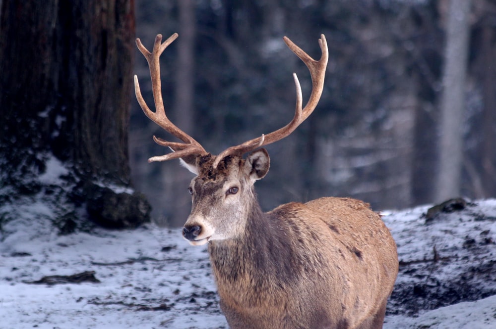 brown deer on snow covered ground during daytime