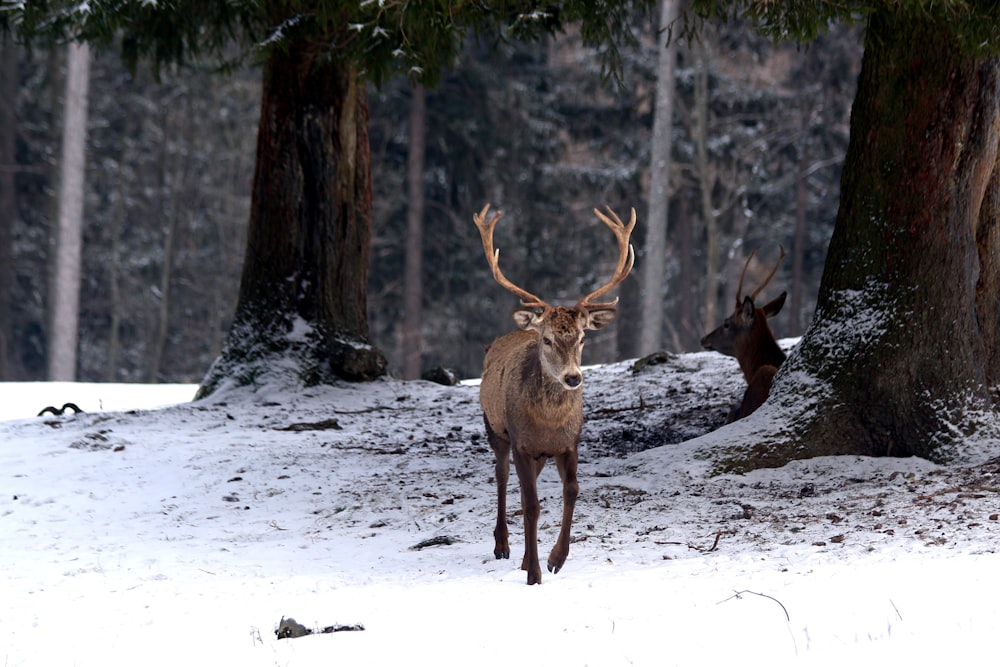 brown deer on snow covered ground during daytime