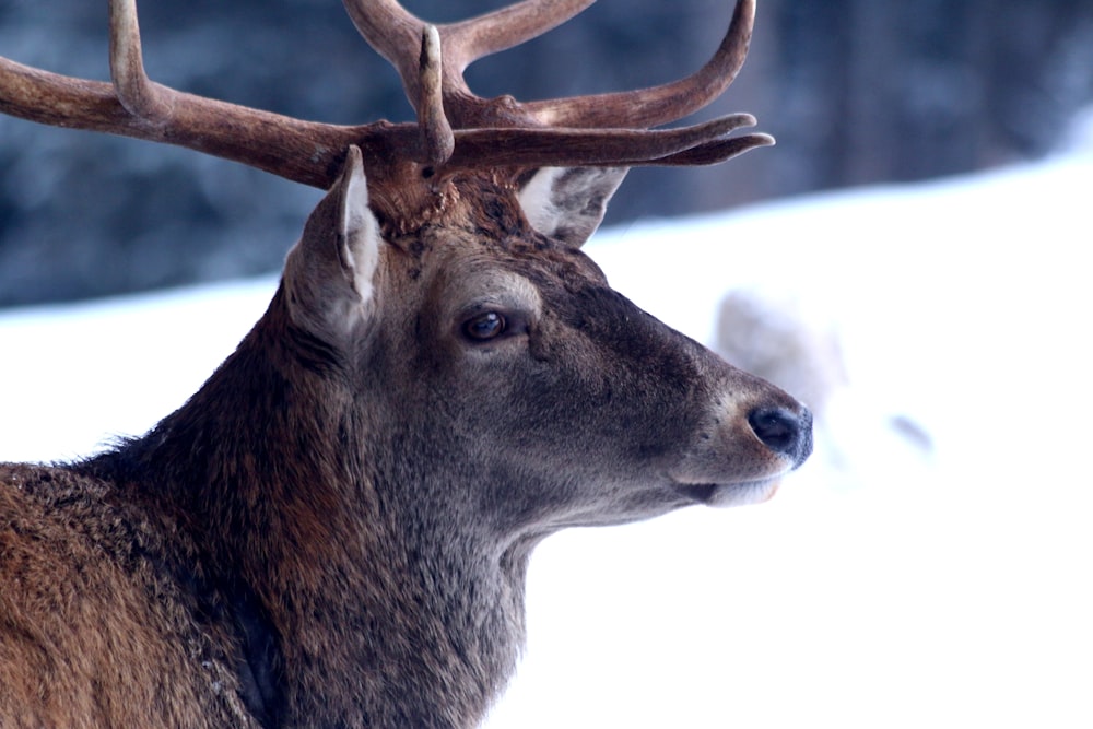 brown deer in close up photography