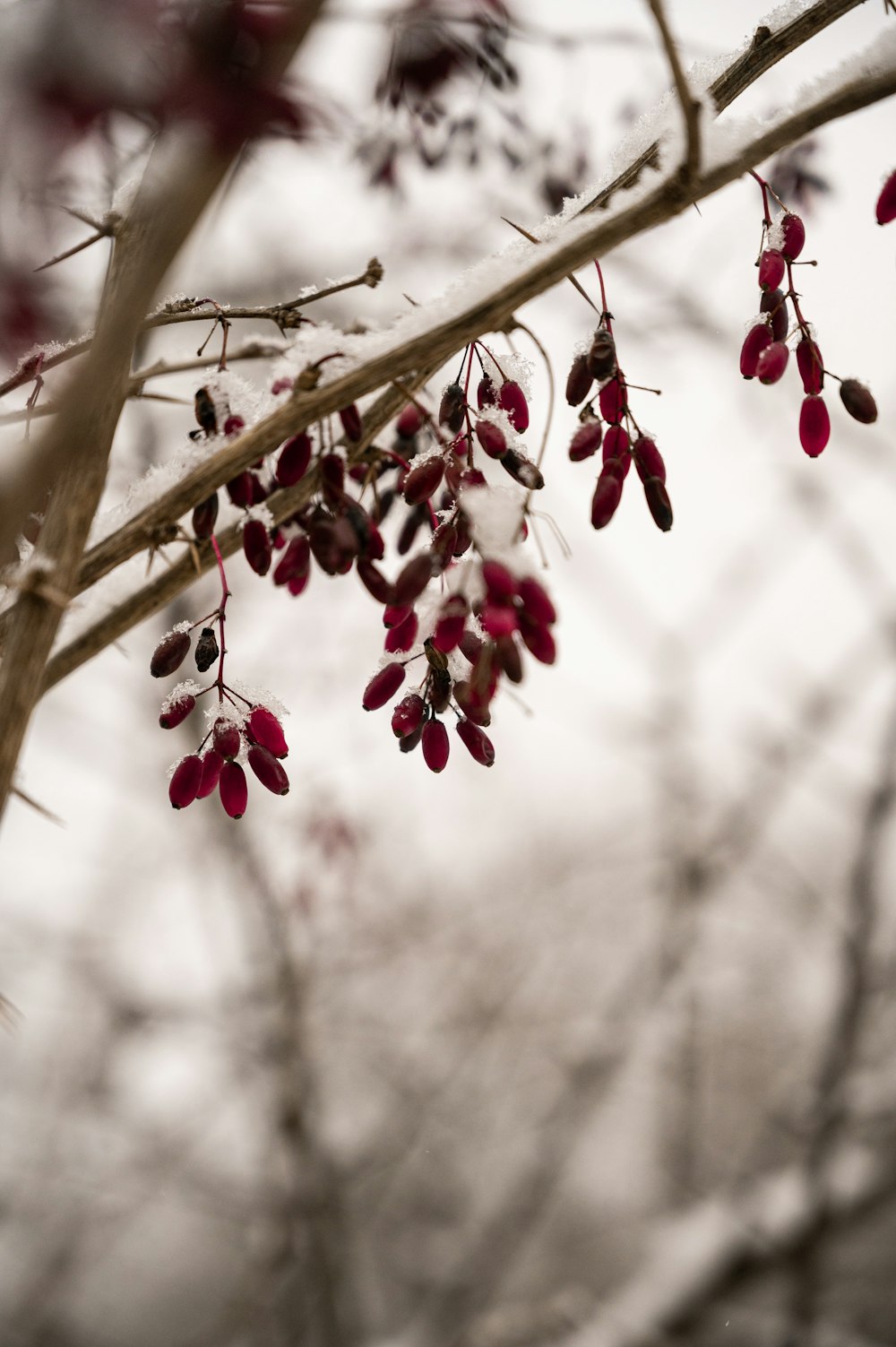 boutons floraux rouges et blancs sur une branche d’arbre brune