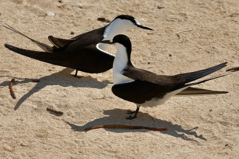 black and white bird on brown sand during daytime