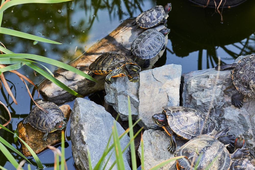 black and yellow turtle on gray rock