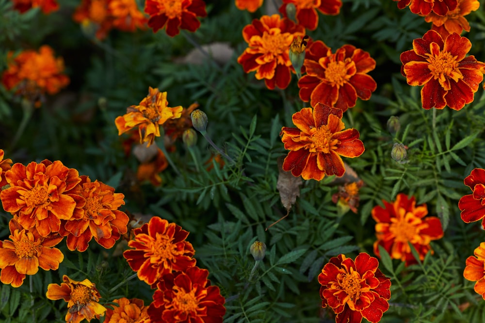 red flowers with green leaves