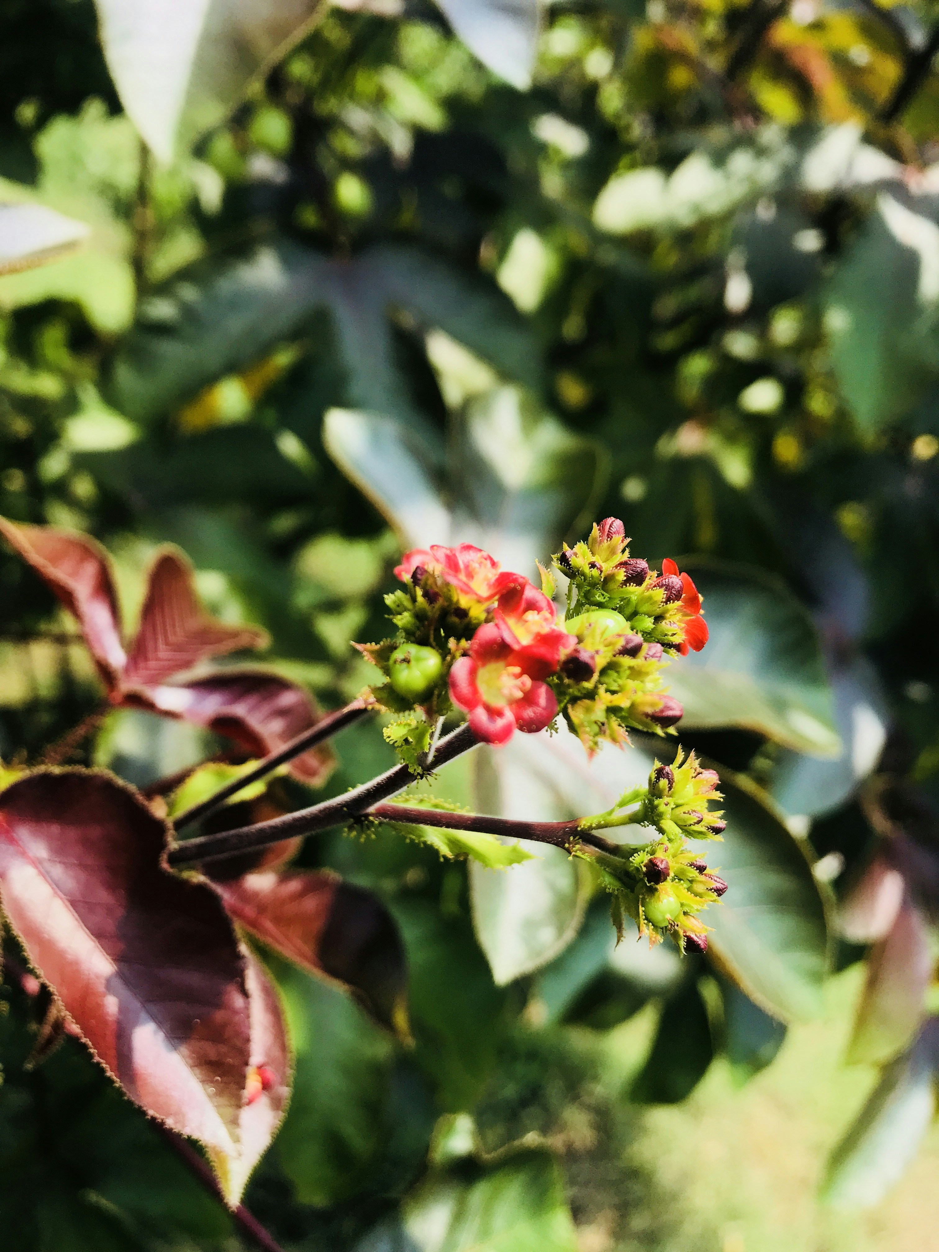 Photo by naturebyneha