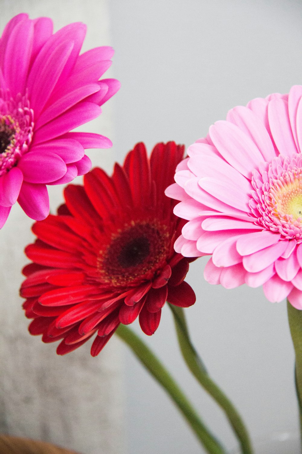 pink gerbera daisy in bloom during daytime
